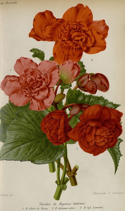 B. ‘Gloire de Nancy’